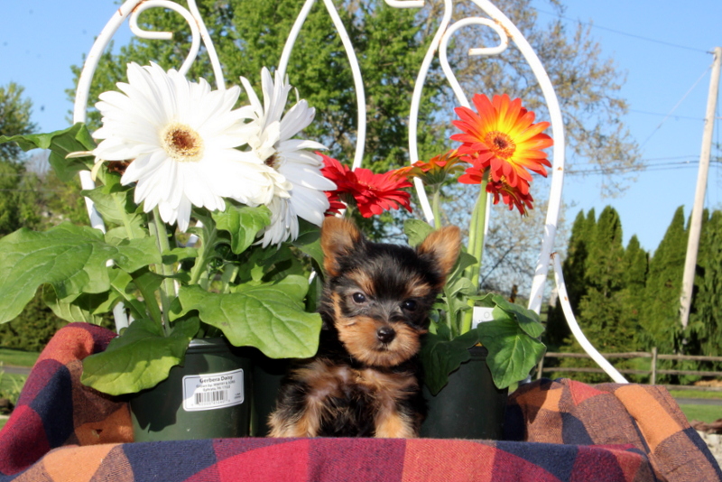 puppy, for, sale, Yorkshire Terrier, Matthew B. Stoltzfus, dog, breeder, Gap, PA, dog-breeder, puppy-for-sale, forsale, nearby, find, puppyfind, locator, puppylocator, aca